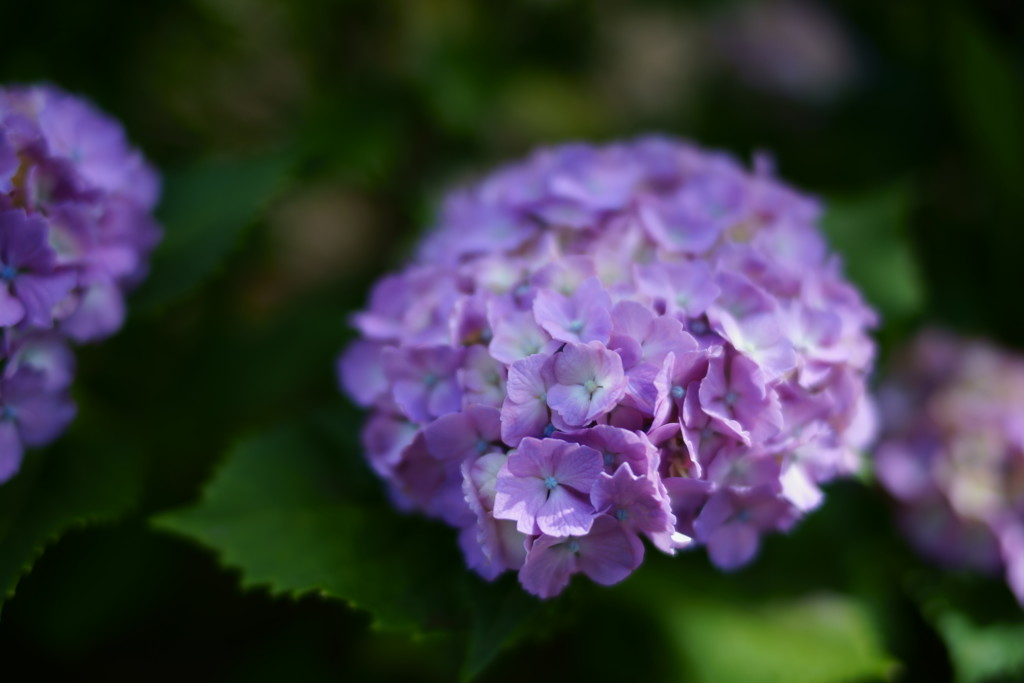 紫の花