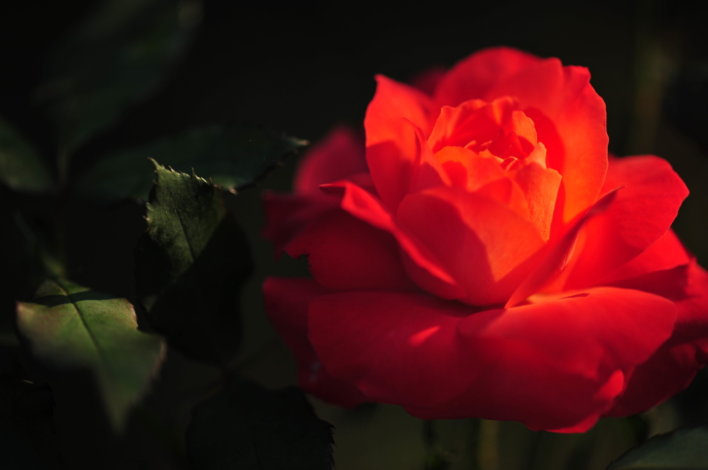 DSC_6954