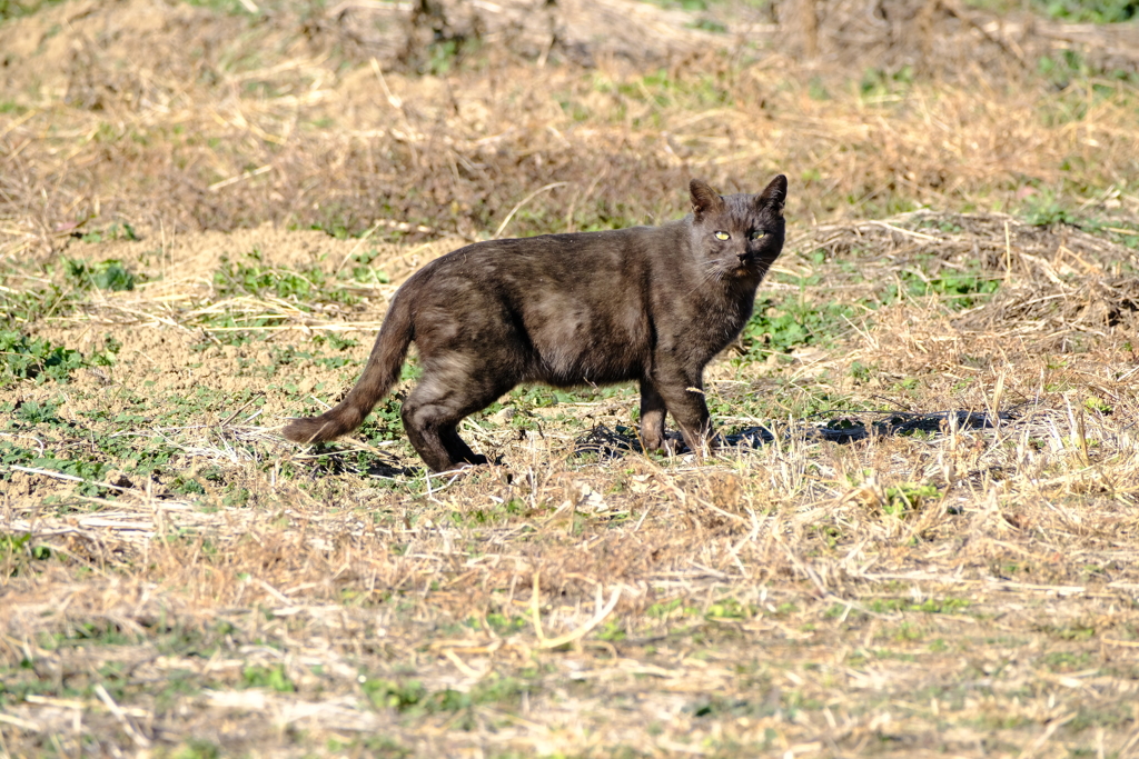 気づかれた・・・