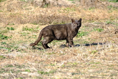 気づかれた・・・