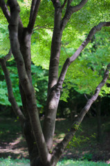 木陰
