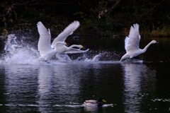 swan20231123-1