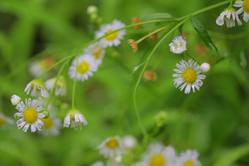花の雫