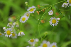 花の雫