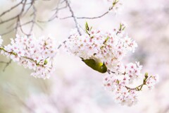 春のメジロ１