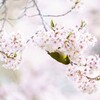 春のメジロ１