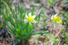 春の花たちⅥ