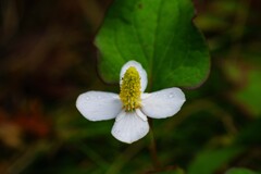 ドクダミの花