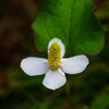 ドクダミの花