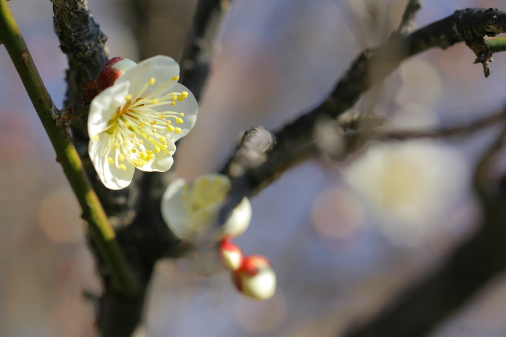 花咲く頃