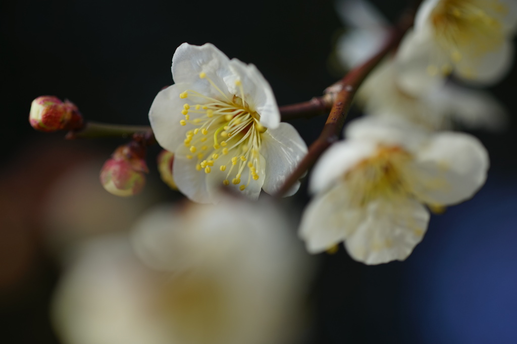 春の香りⅡ