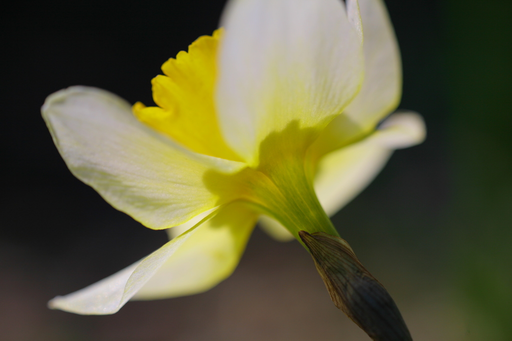 春の花たちⅢ