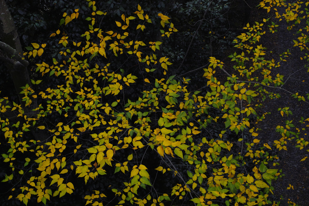 SDIM0118-1