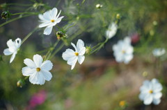 秋の花Ⅱ