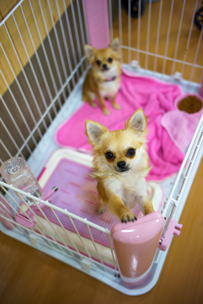 ね~あそぼ~よ~