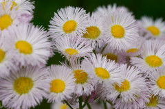 ハルジオンがいっぱい