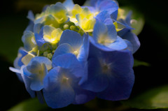 紫陽花・希望