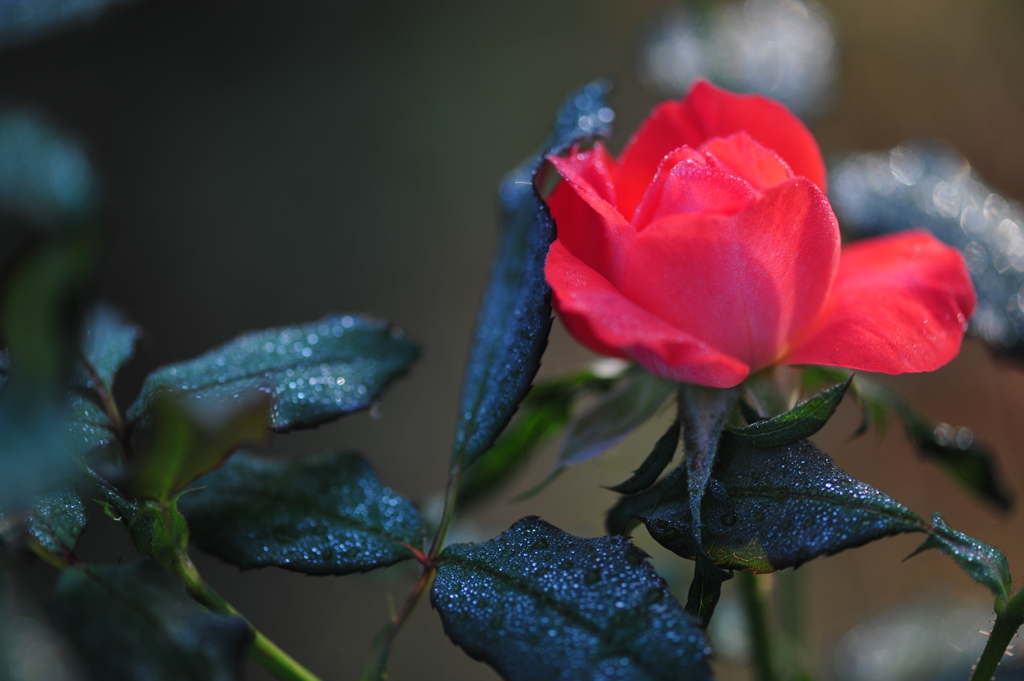 朝の薔薇