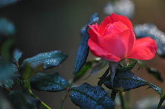 朝の薔薇
