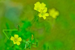 春の野の花Ⅱ