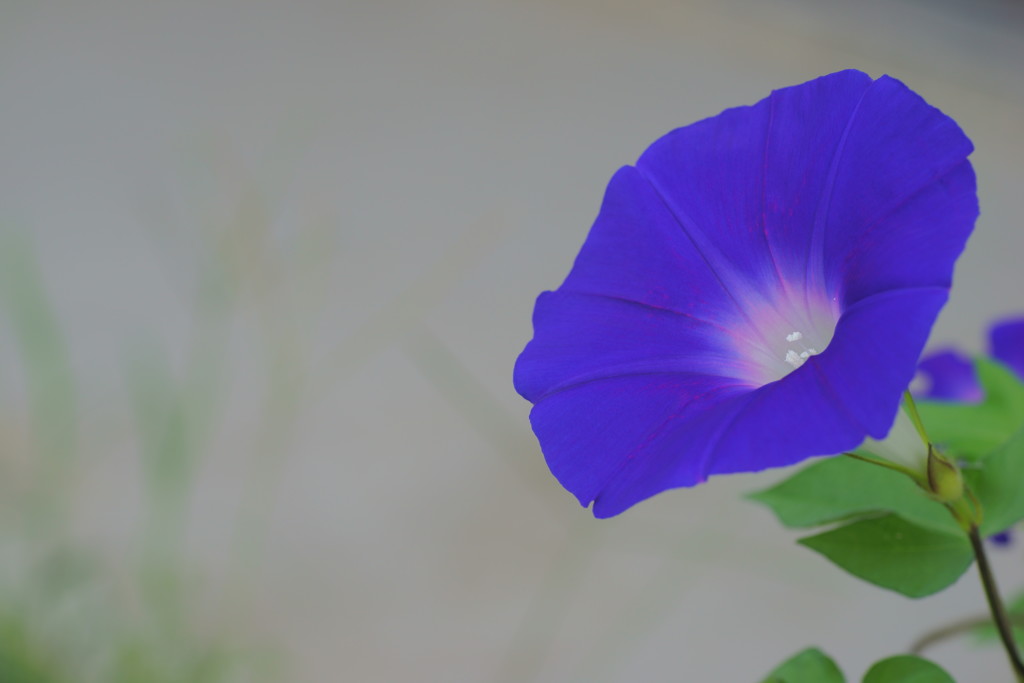 野辺の花