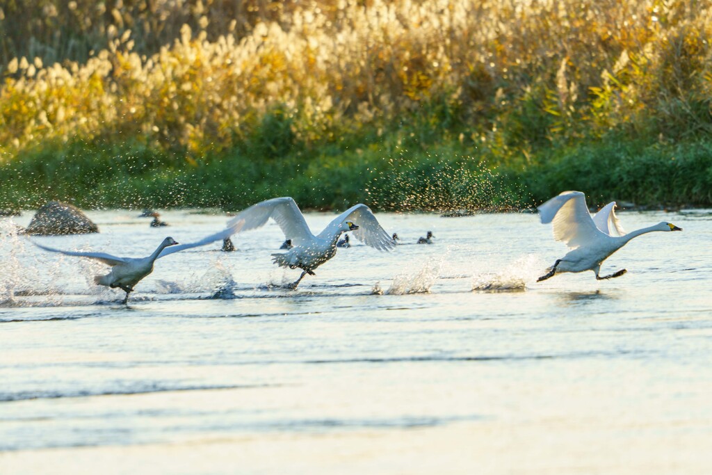 水飛沫を上げて