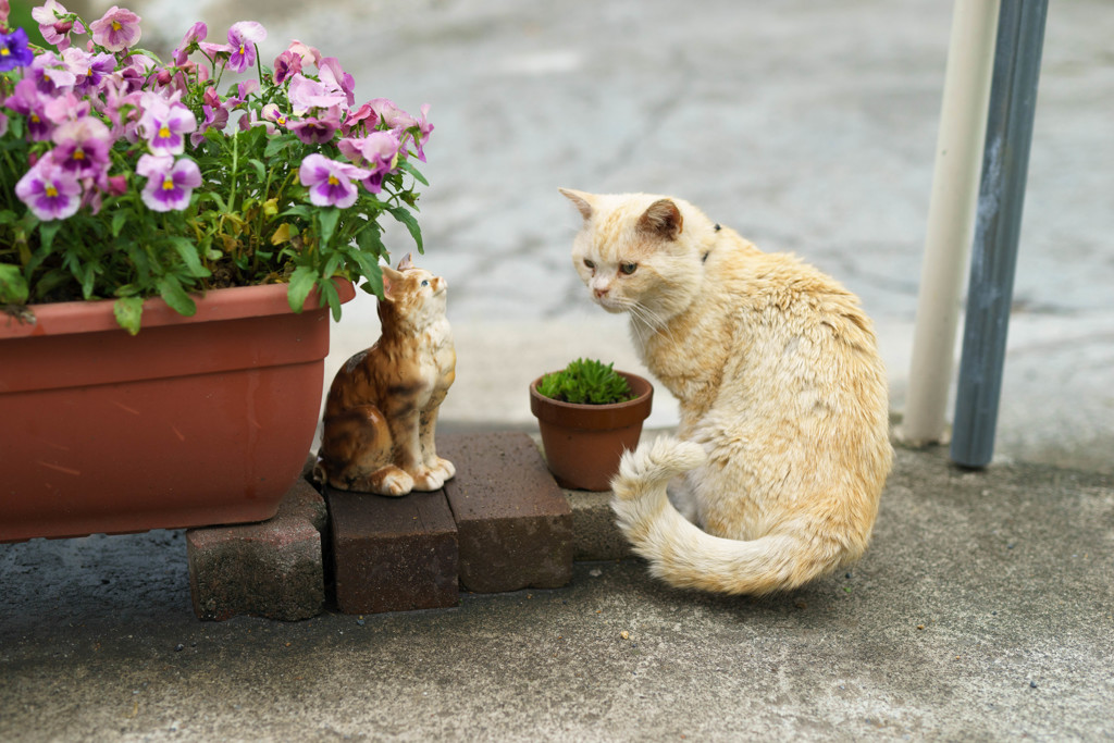 ねこ猫