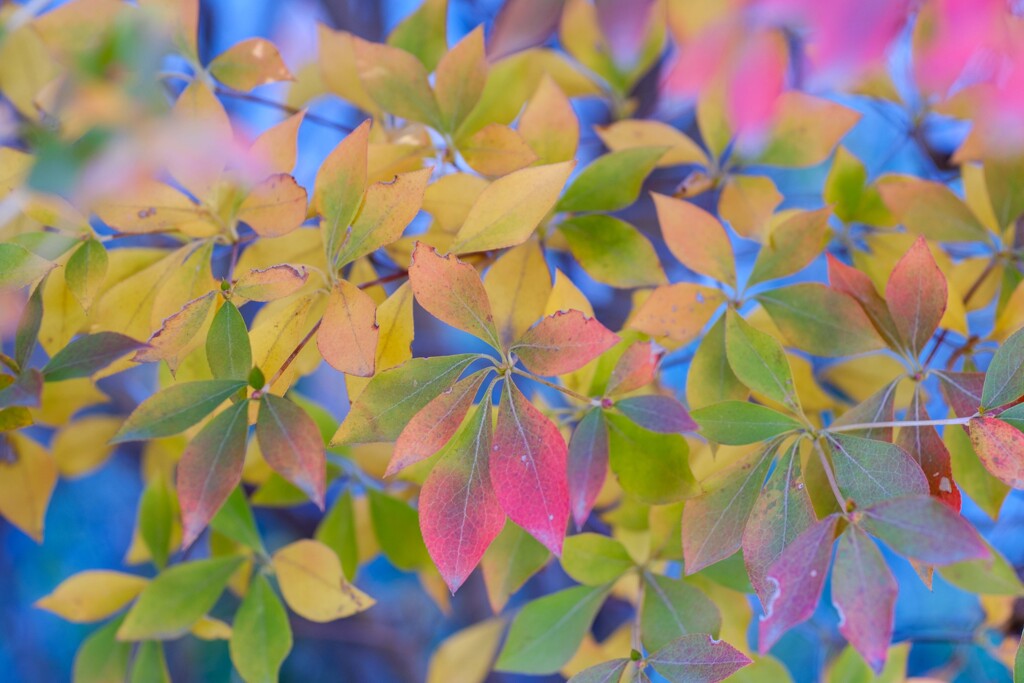 色彩のモザイク