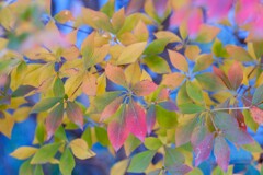 色彩のモザイク