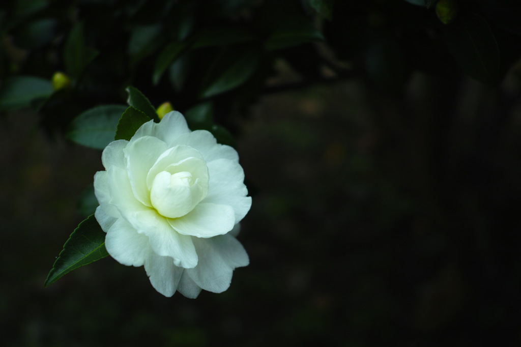 SDIM0252-2
