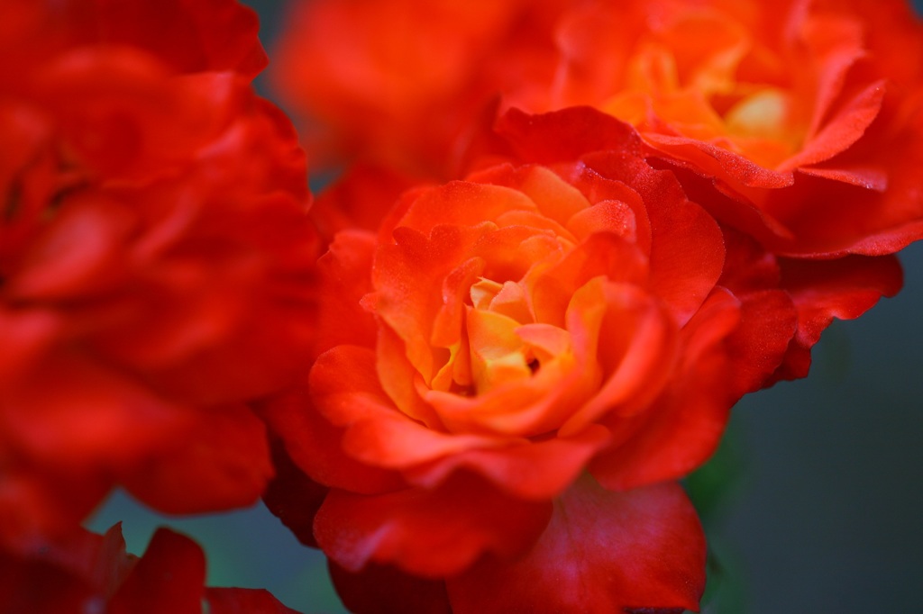 natural beautyⅠ