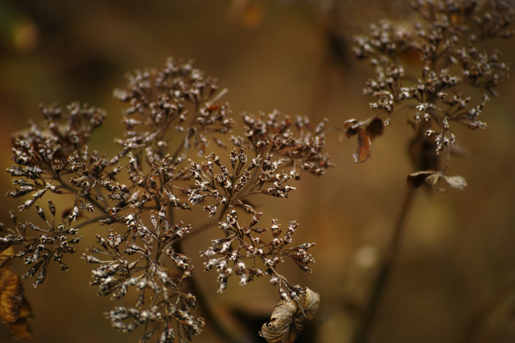 冬の花火