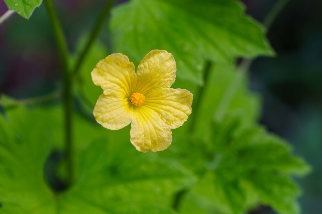ゴーヤの花