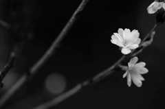 IMG_7962-2-1