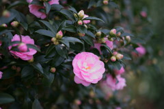 日蔭に花咲く