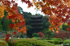 山口瑠璃光寺五重塔と紅葉