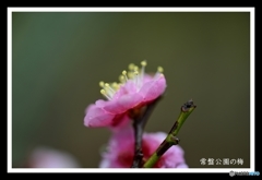 常盤公園の梅