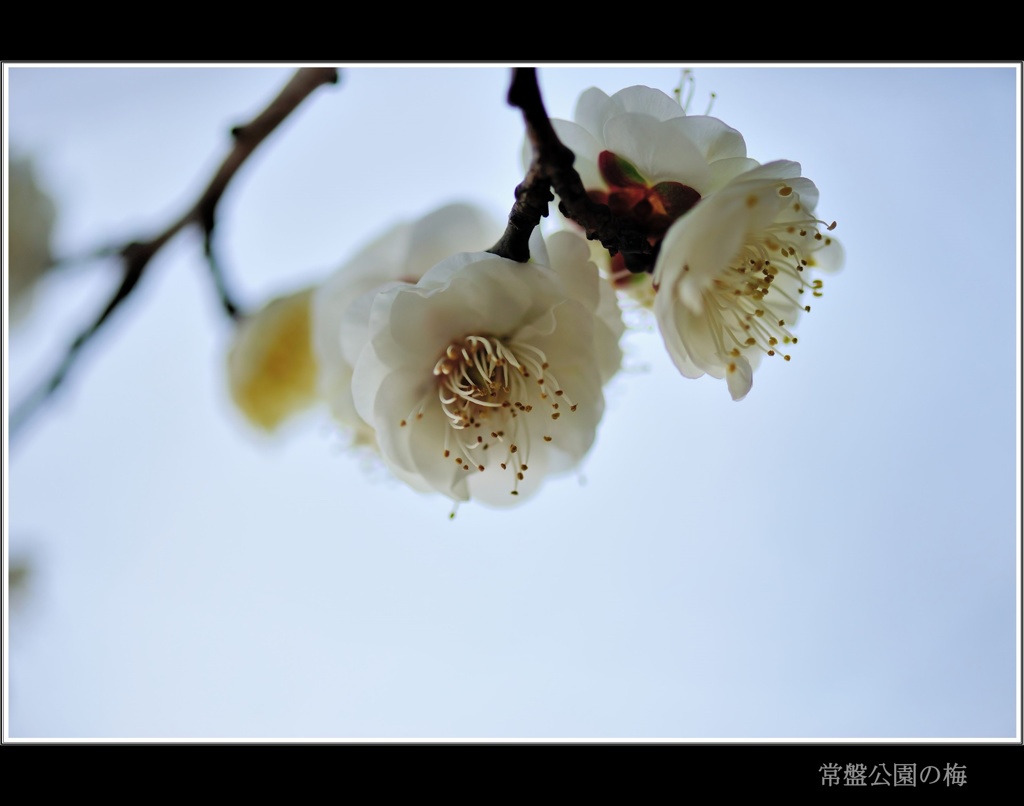 常盤公園に咲く梅