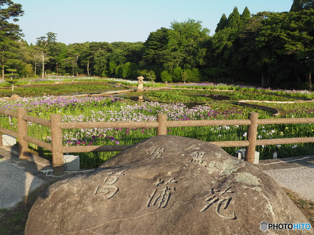 常盤公園の菖蒲園