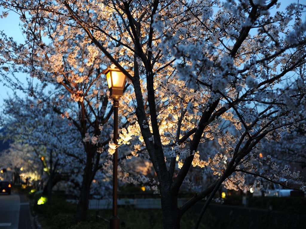 夜桜