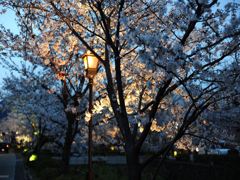 夜桜