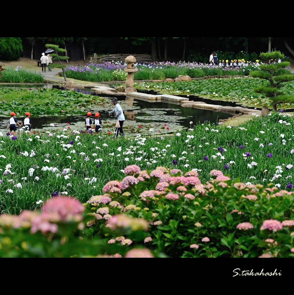 紫陽花と菖蒲と睡蓮
