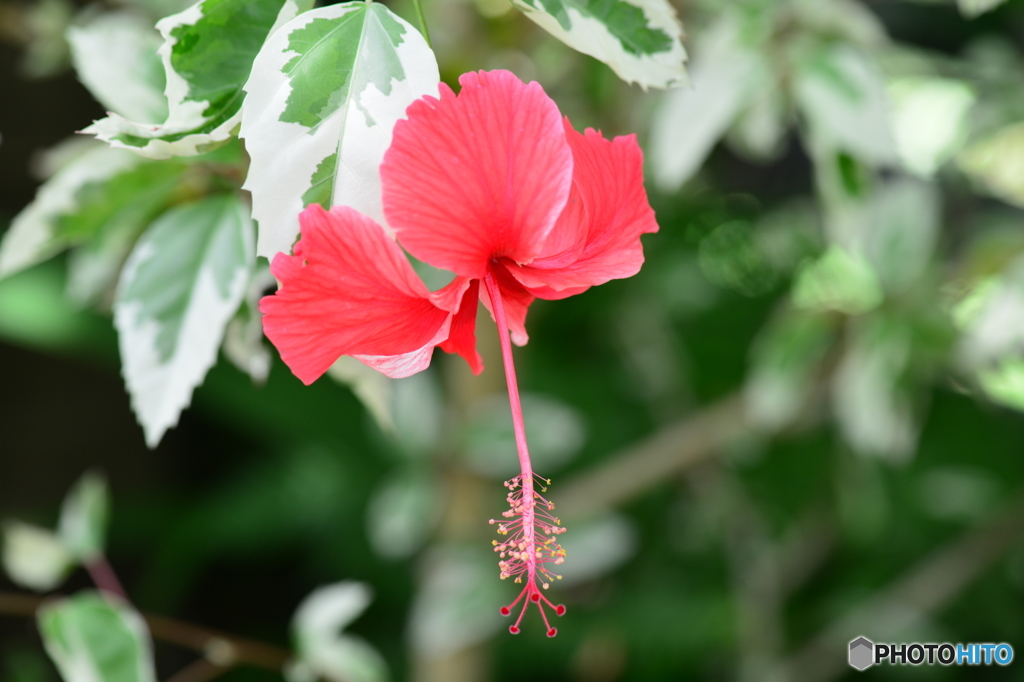 温室に咲く花