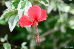 温室に咲く花