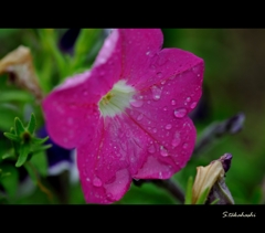 DSE_0133.2013.09.07.1