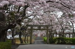 常盤神社と桜