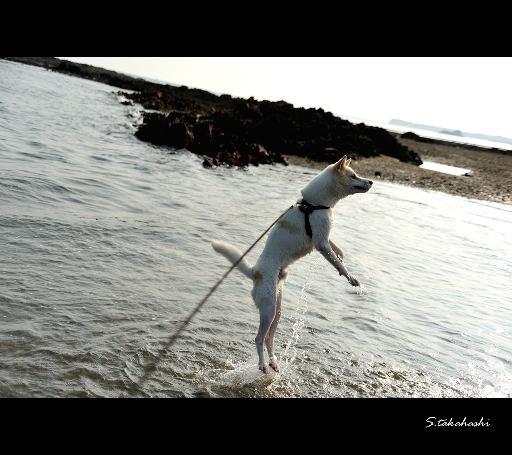 ジャンプする愛犬