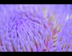 雨の常盤公園内に咲いていた花