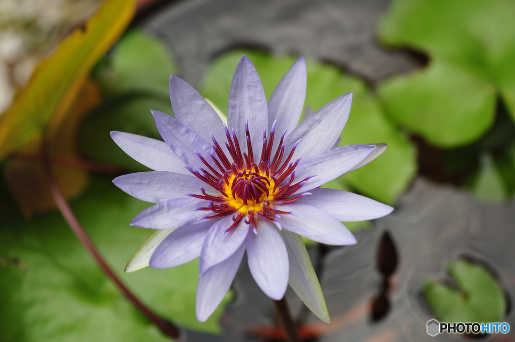 常盤公園に咲く花
