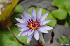 常盤公園に咲く花